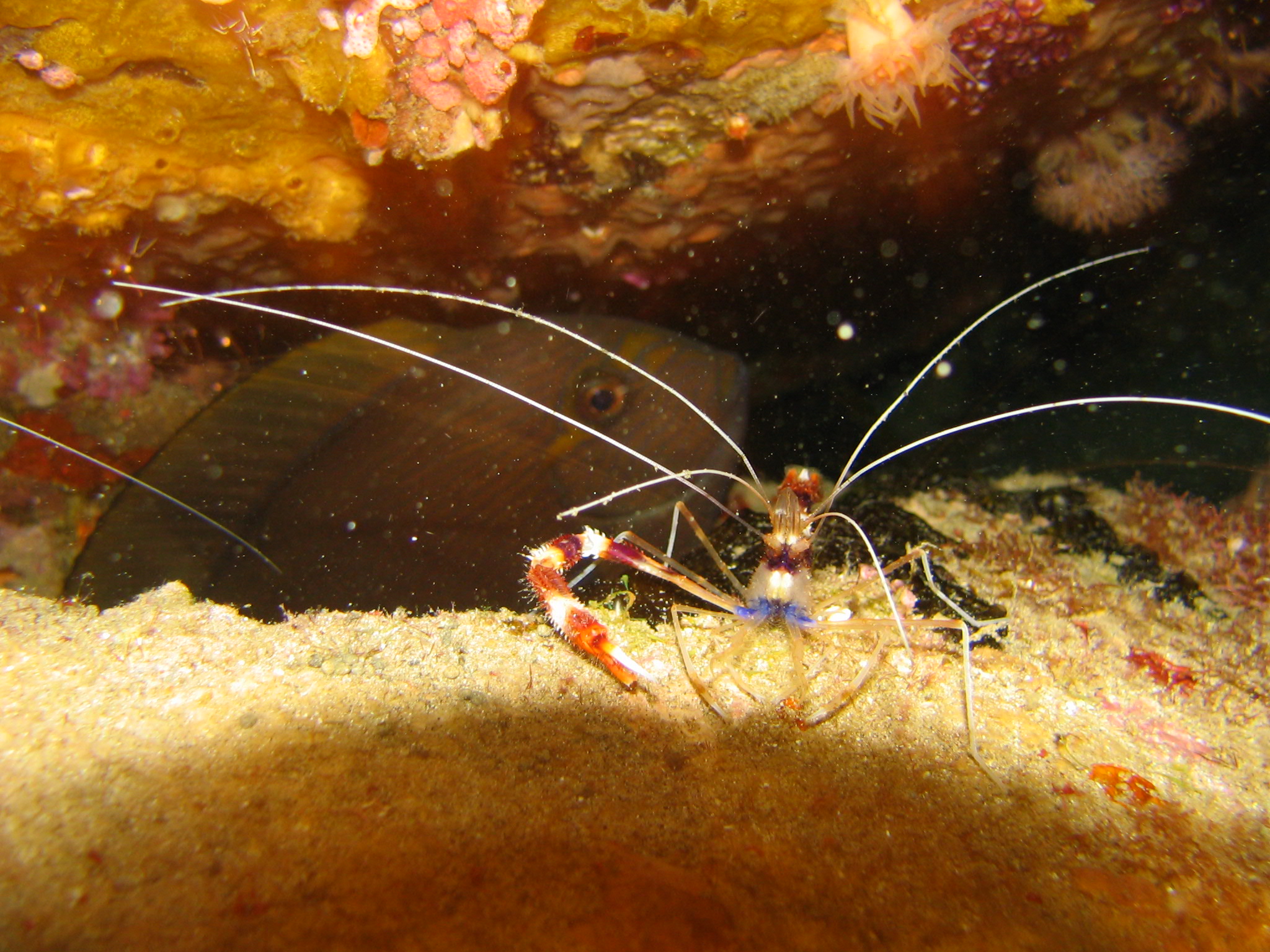 Shrimp at Night