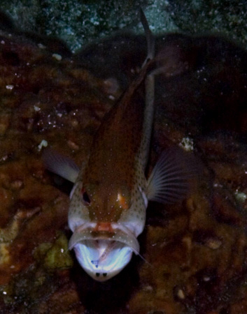 shrimp cleaning a coney