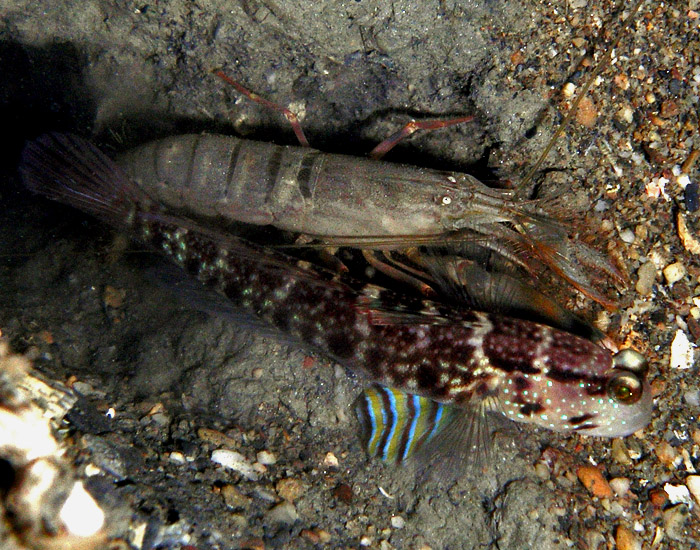 Shrimp goby and friend