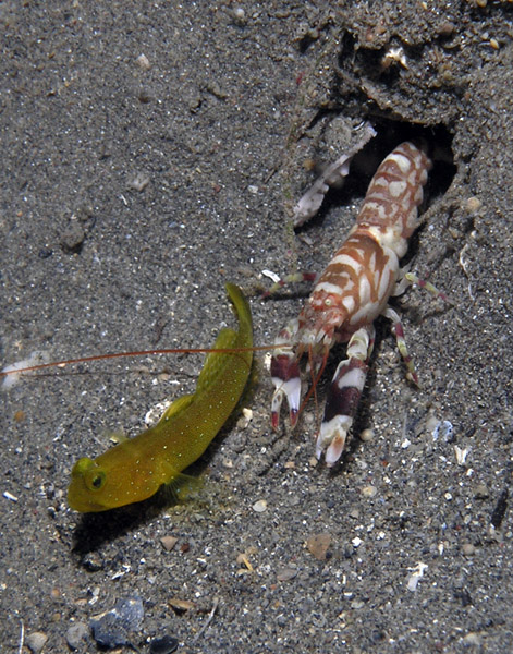 Shrimp Goby and Friend