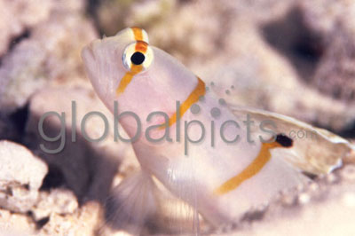 Shrimp Goby