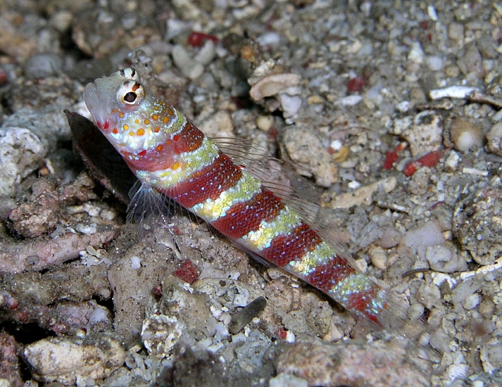 Shrimp Goby