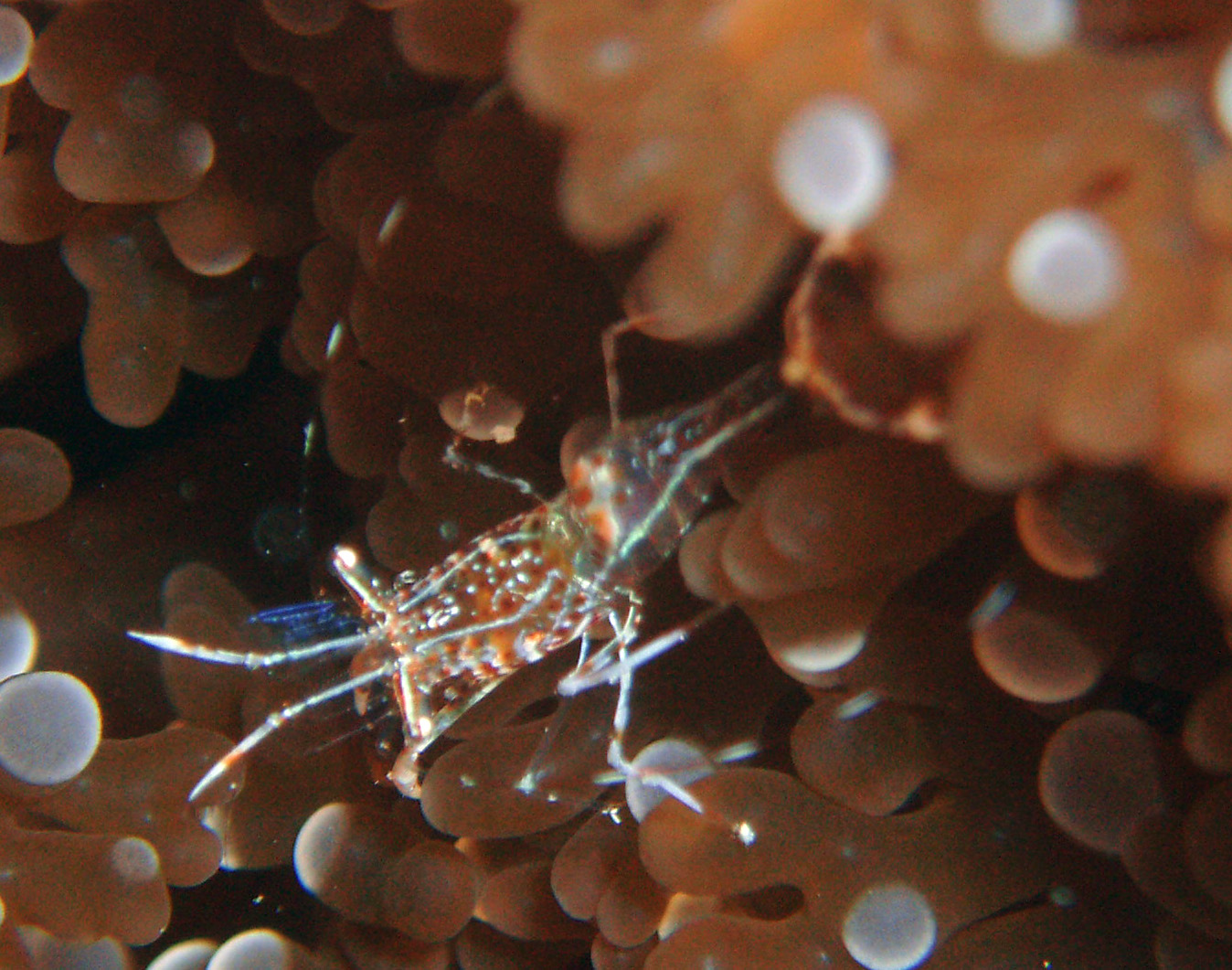 Shrimp in Anemone, Roatan