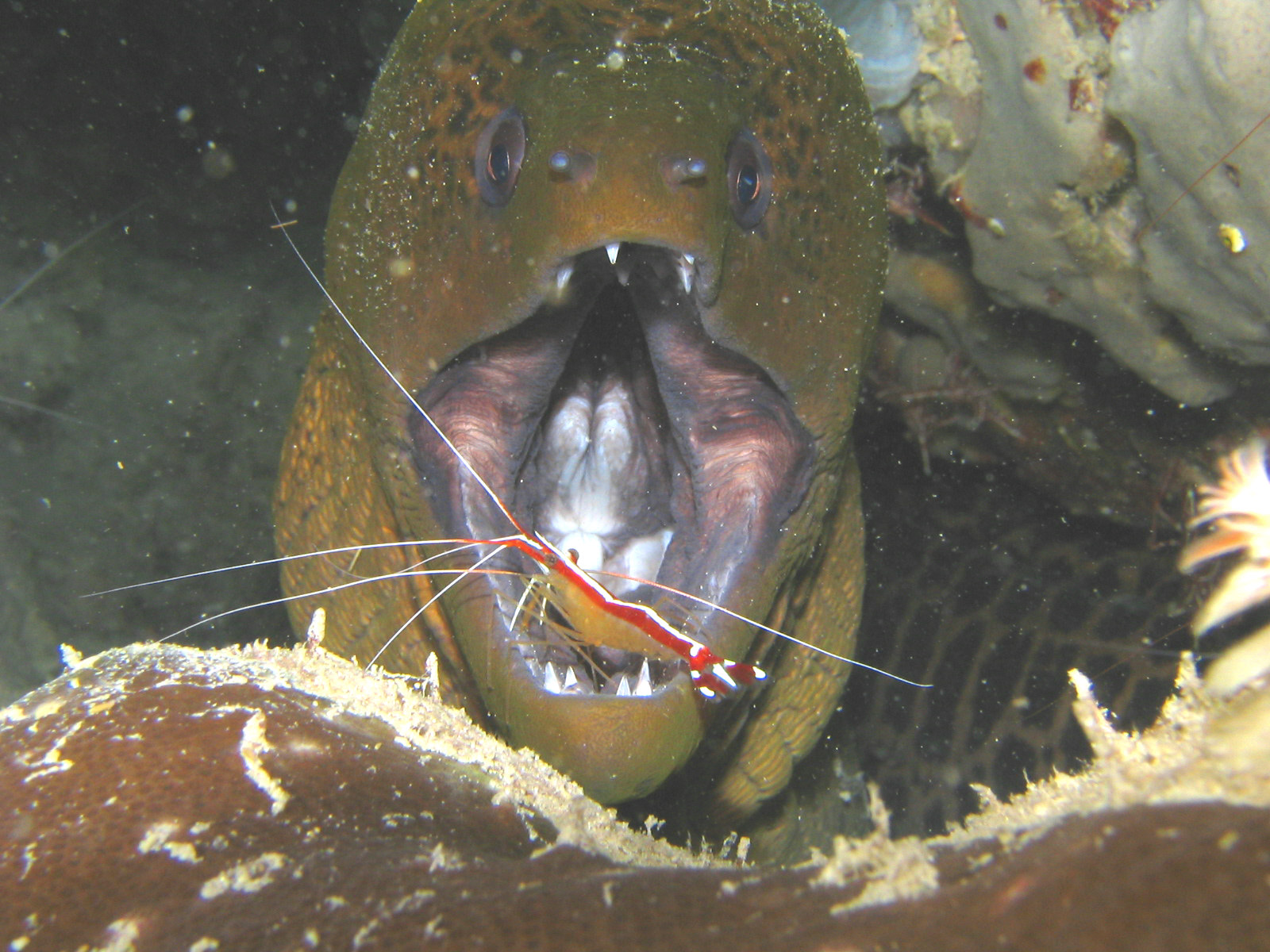 Shrimp in Eel's mouth