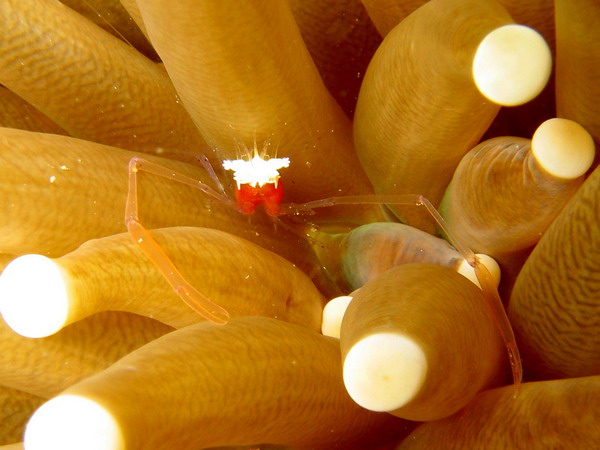 Shrimp in Sea Anemone