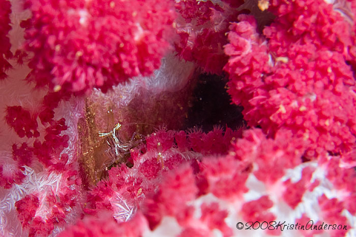 Shrimp in soft coral