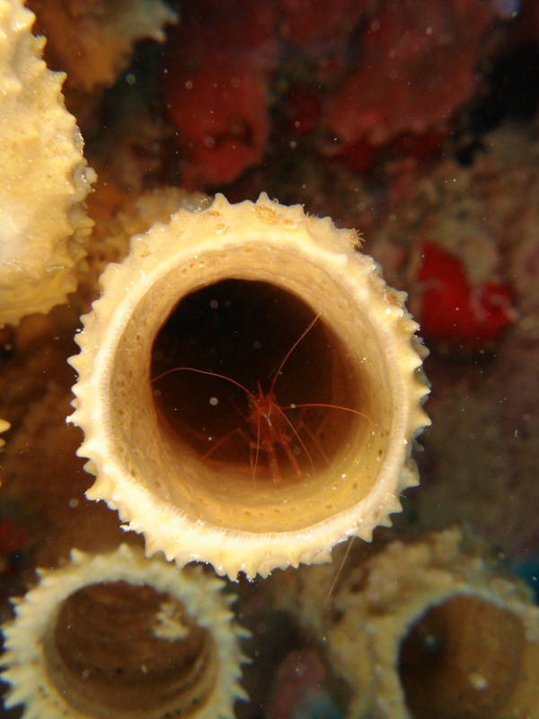 Shrimp In Sponge On The Wreck Of The Mercy Jesus