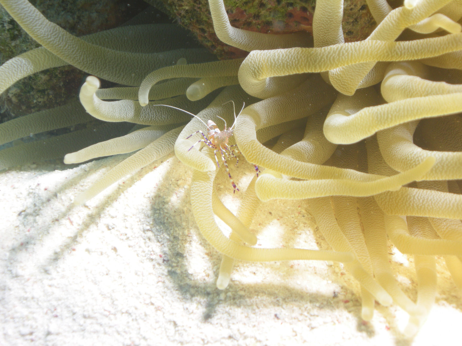 Shrimp on Anemone