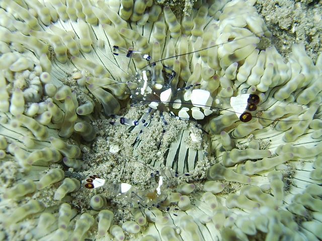 Shrimp on Anemone