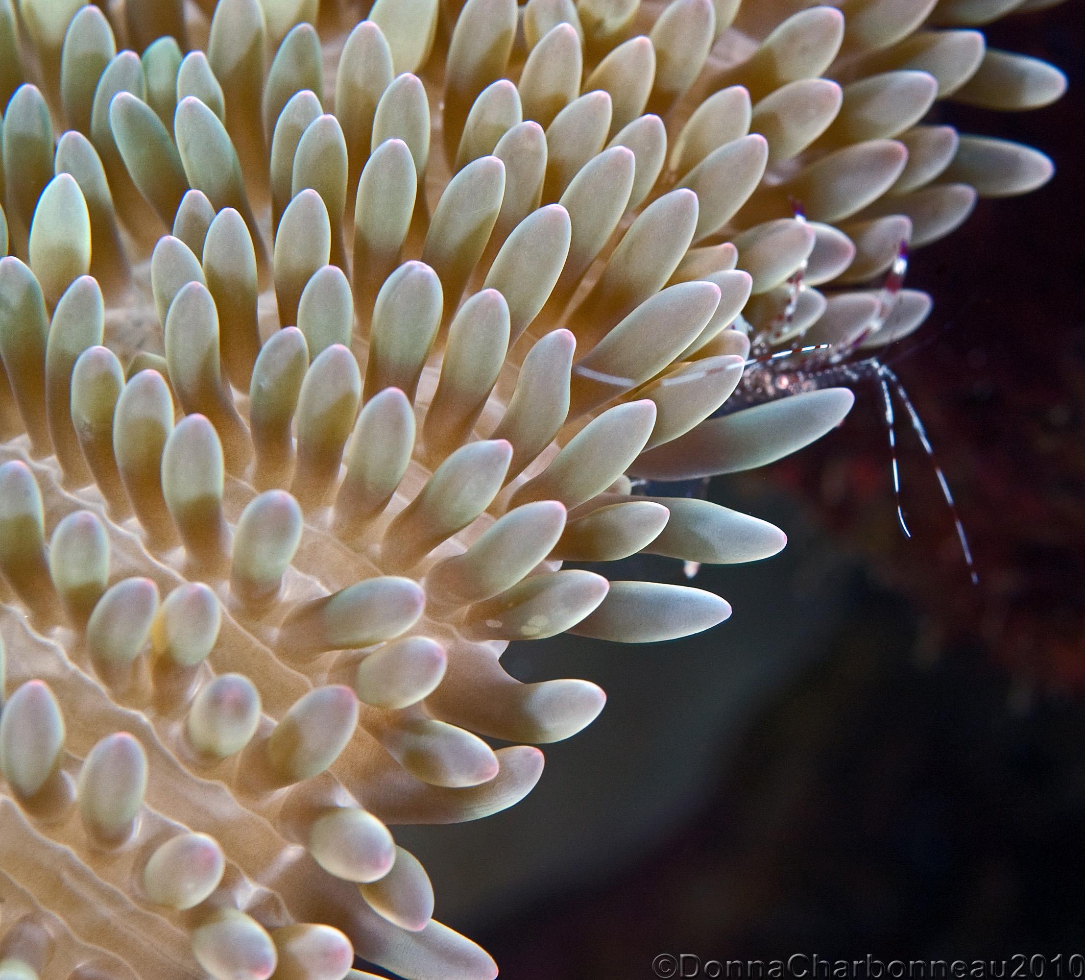 Shrimp on Anenome