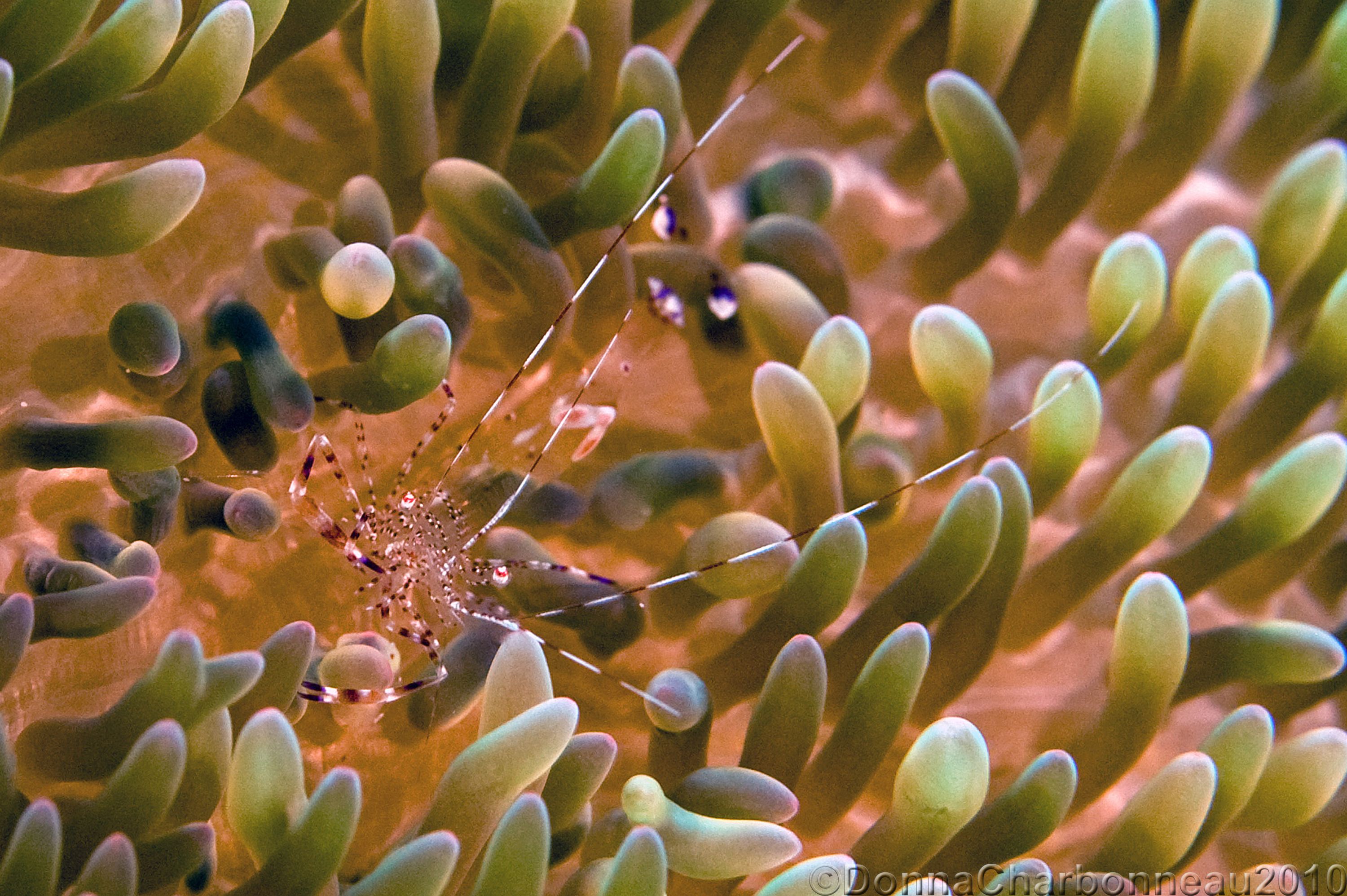 Shrimp on Anenome