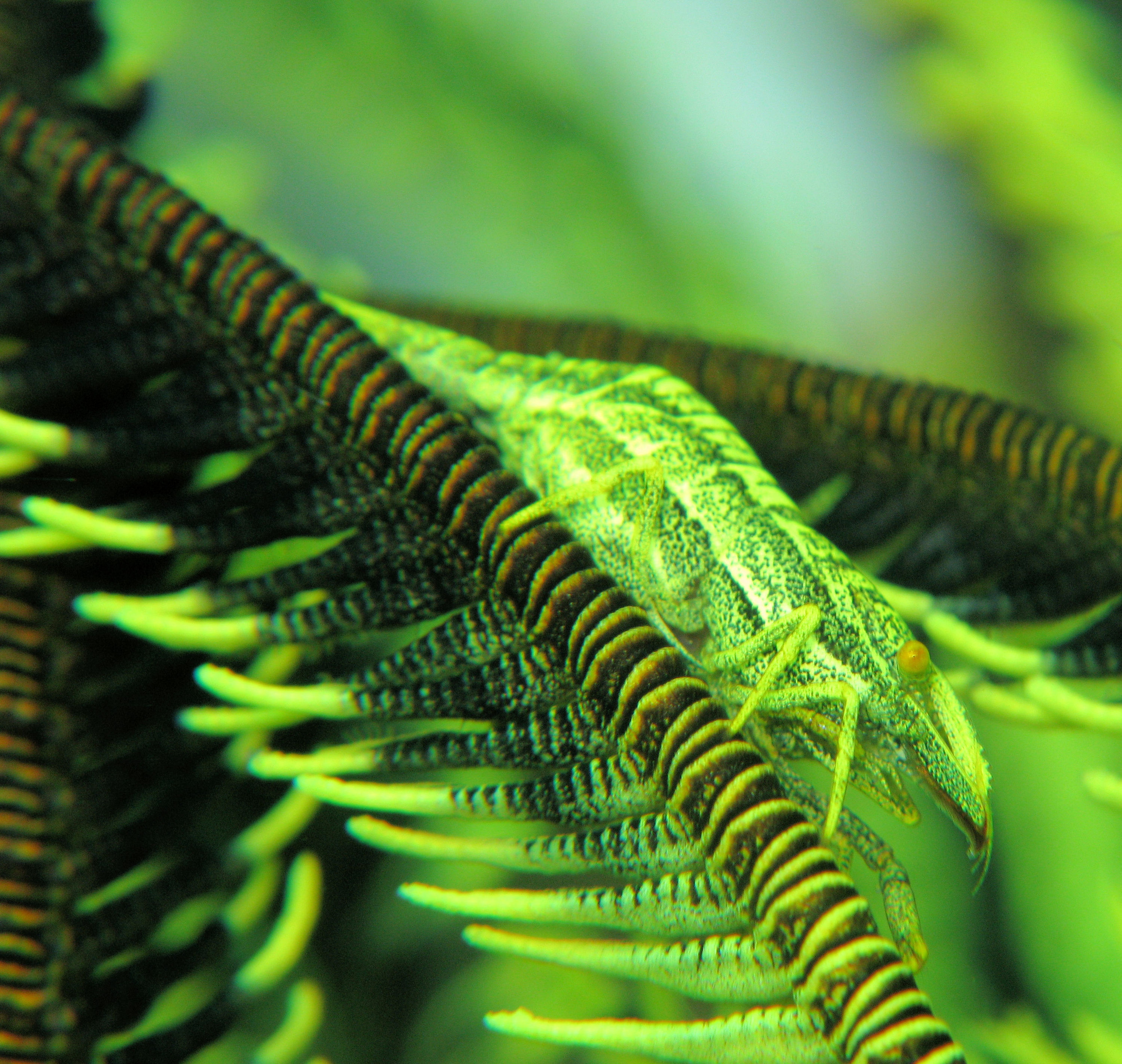 Shrimp on crinoid