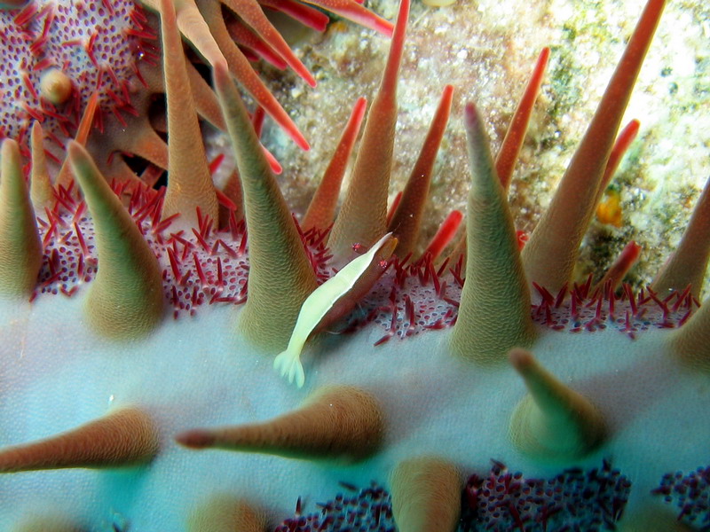 Shrimp on Crown of Thorns Starfish