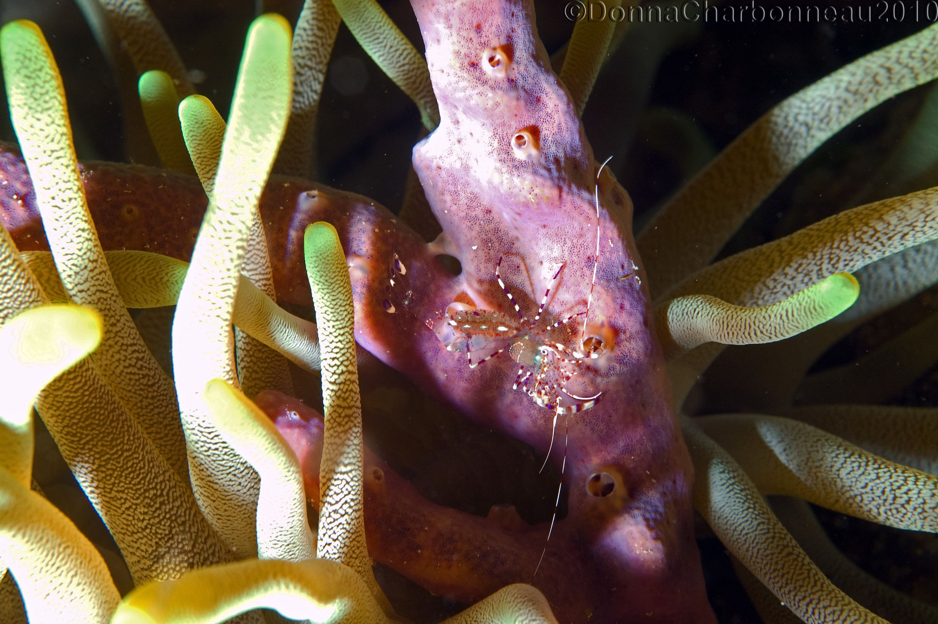 Shrimp on sponge in Anenome