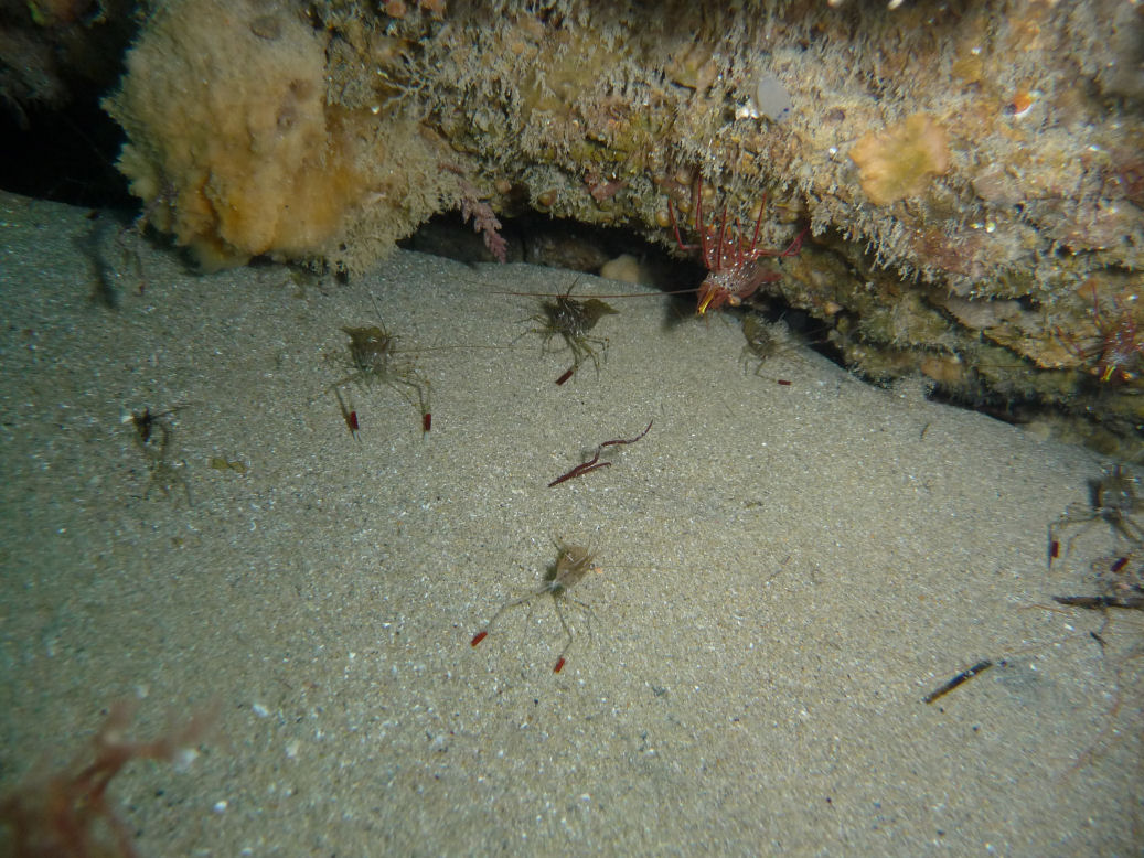 Shrimp party under a ledge