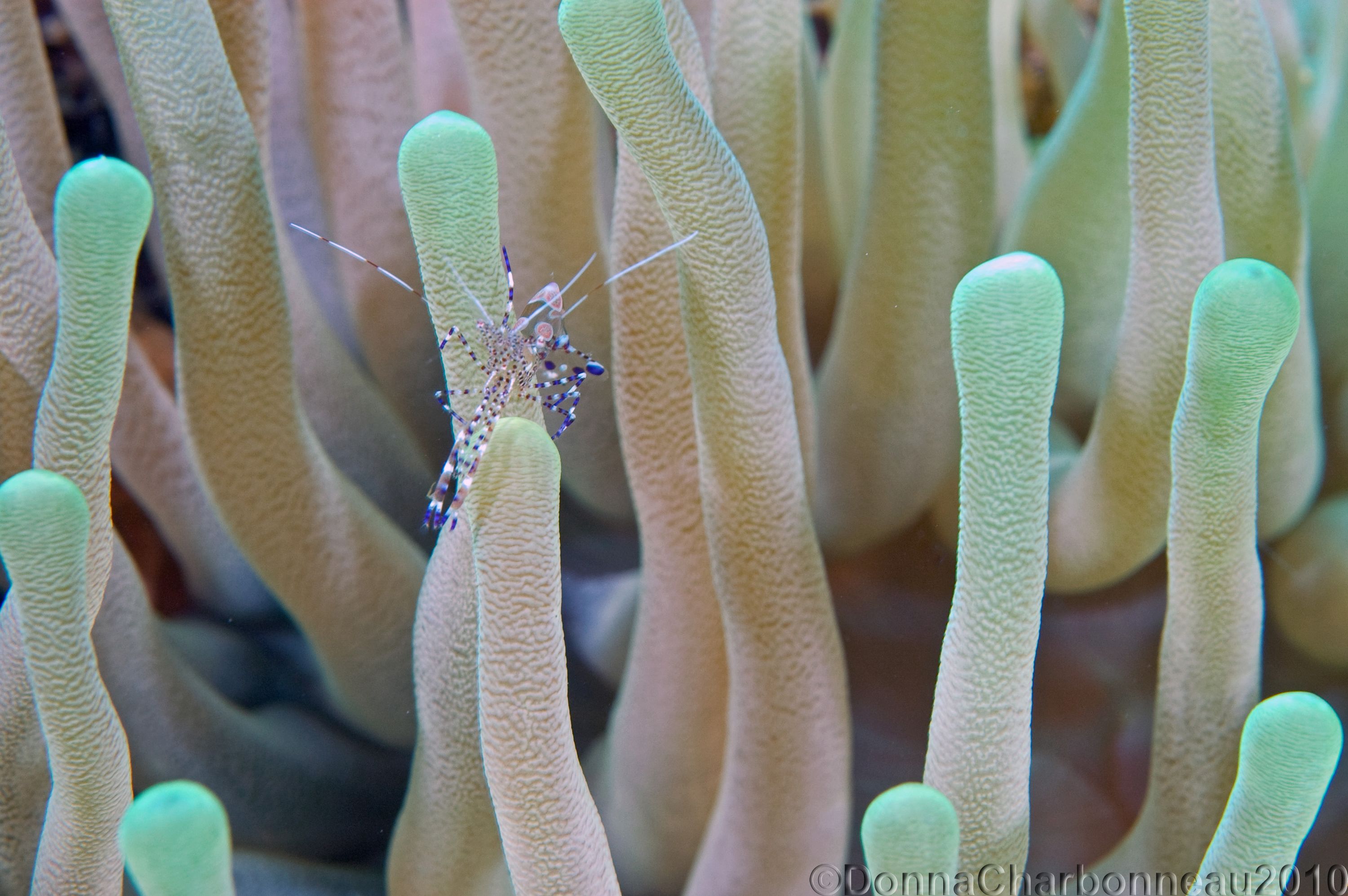 Shrimp posing on Anenome