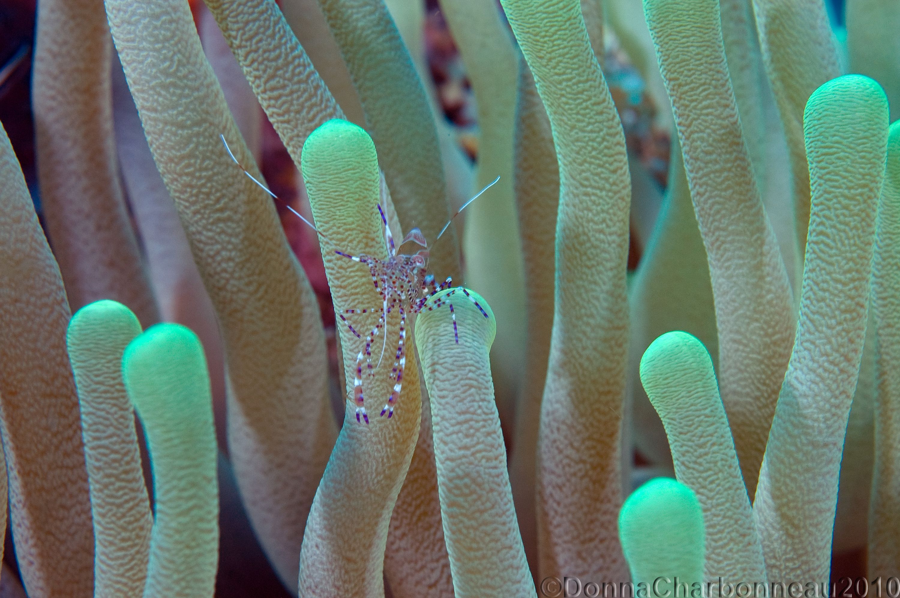 Shrimp posing on Anenome