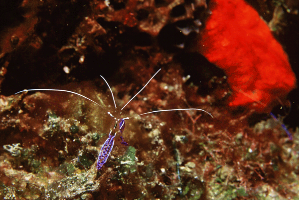 Shrimp-St-Lucia
