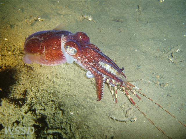 Shrimp Stuffed Stubby