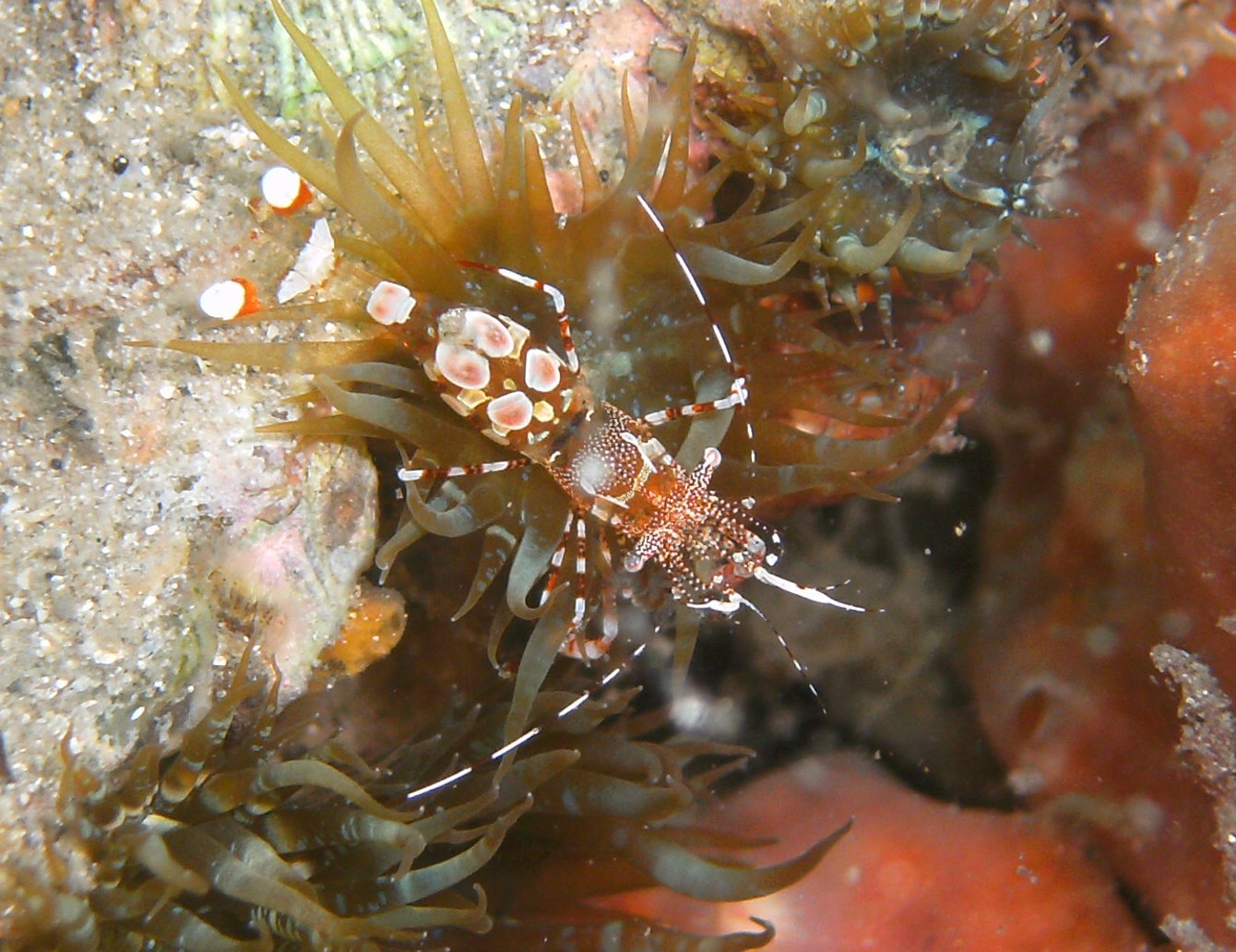 shrimp thing at blue heron bridge