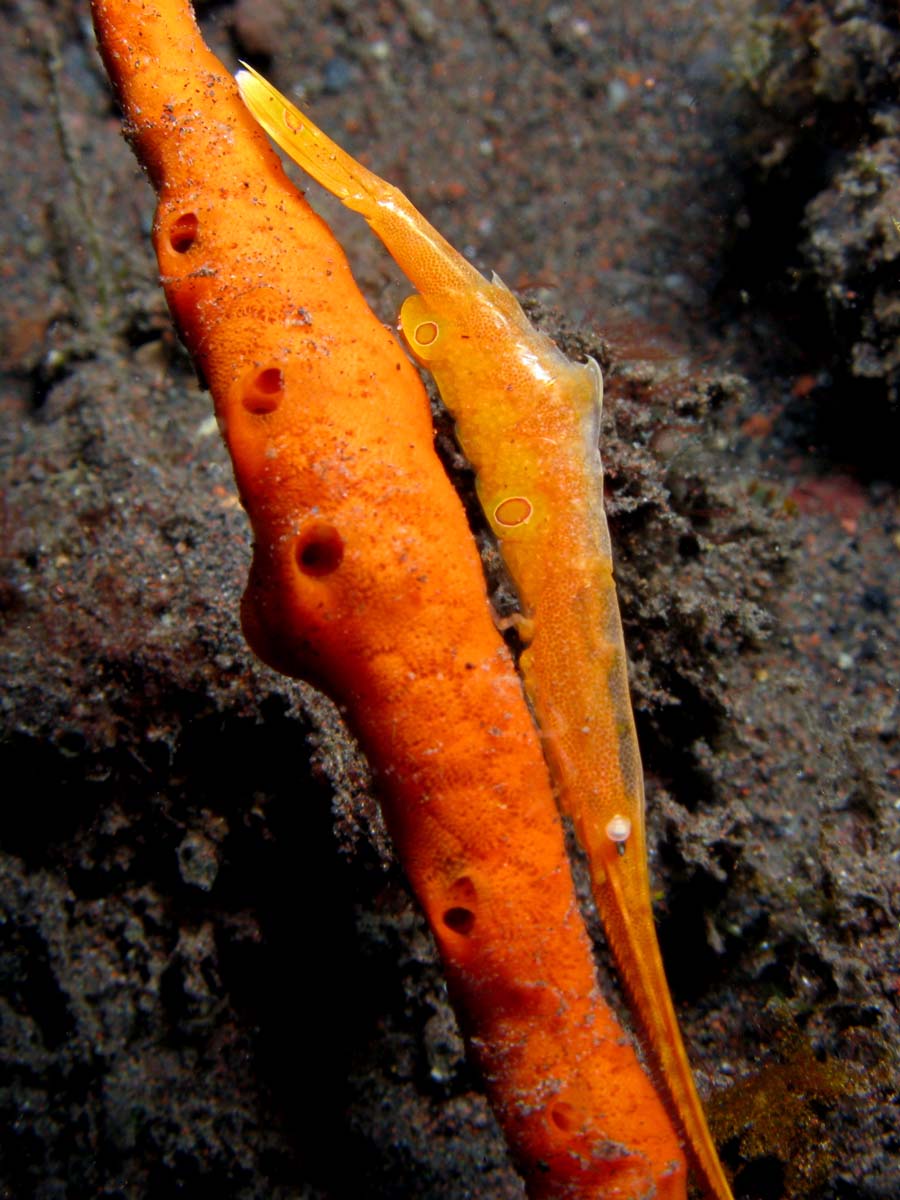 Shrimp Tozeuma armatum