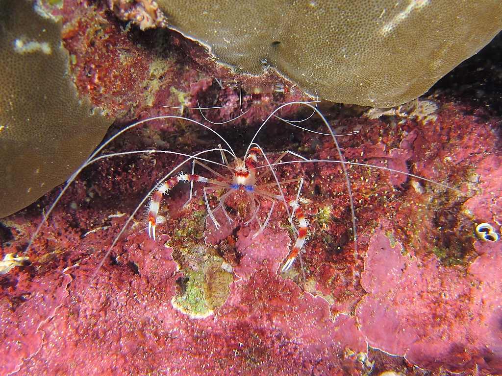 shrimp03