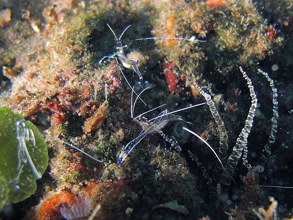 shrimp1000