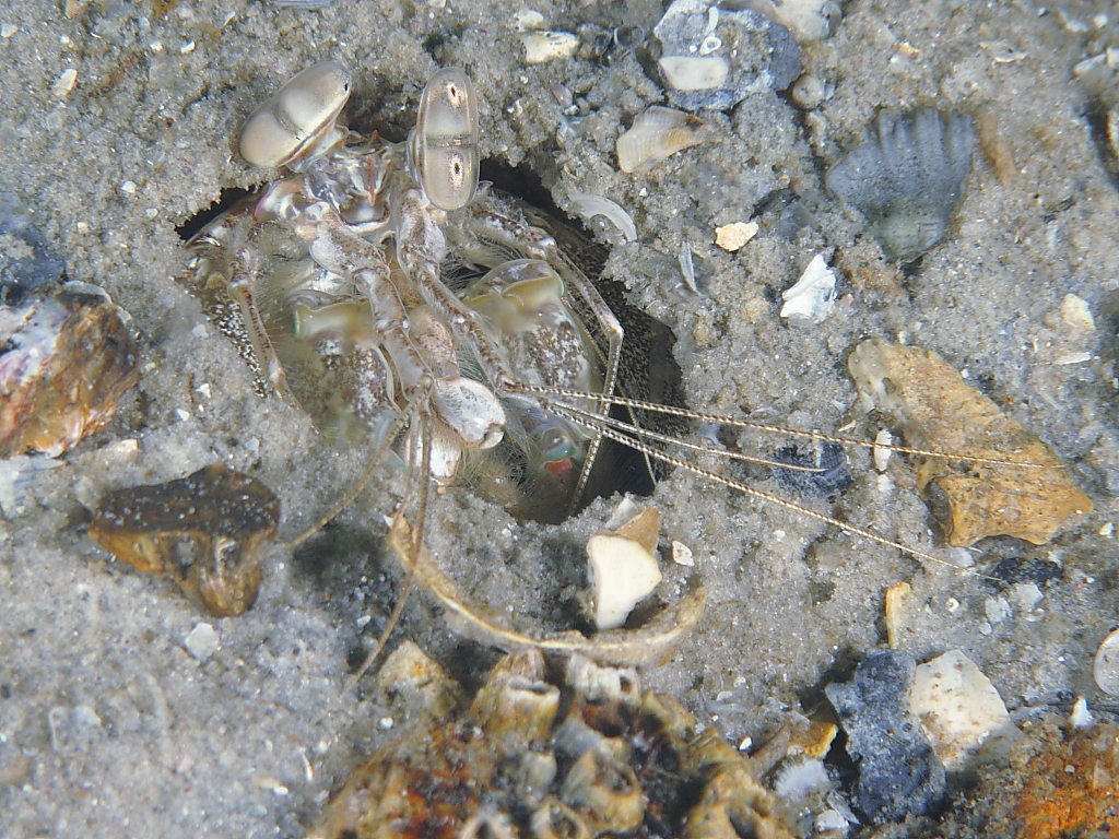 shrimp1201