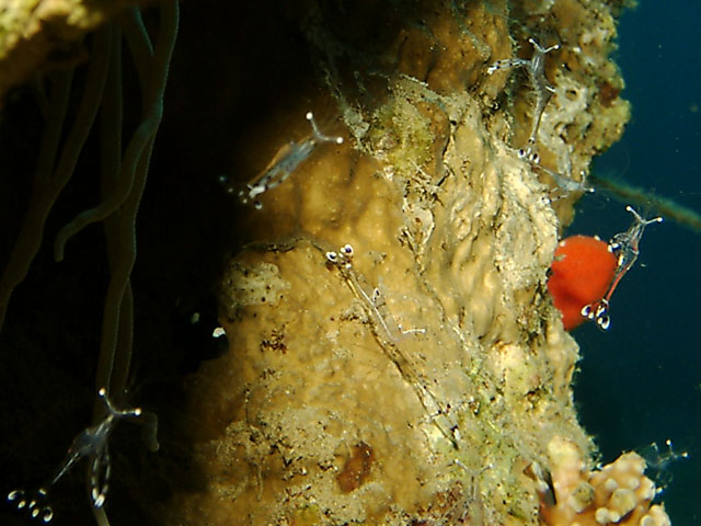 Shrimps in Jordan