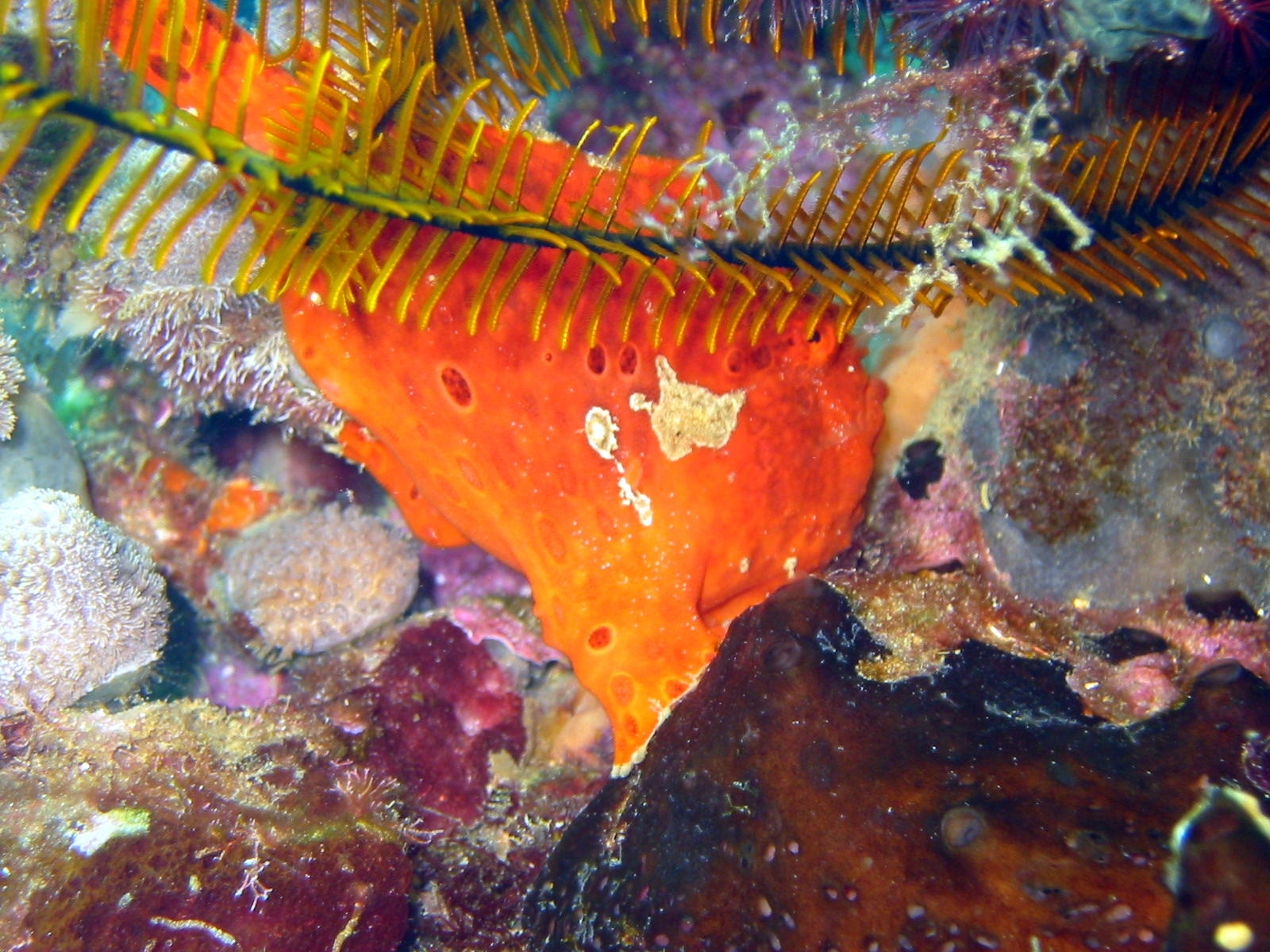 Shy Frogfish