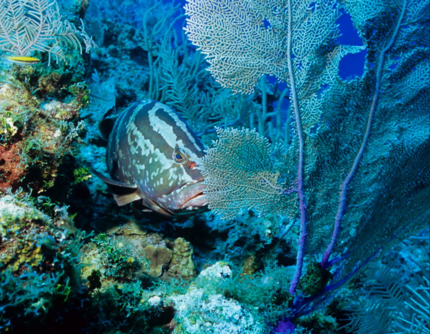 Shy grouper