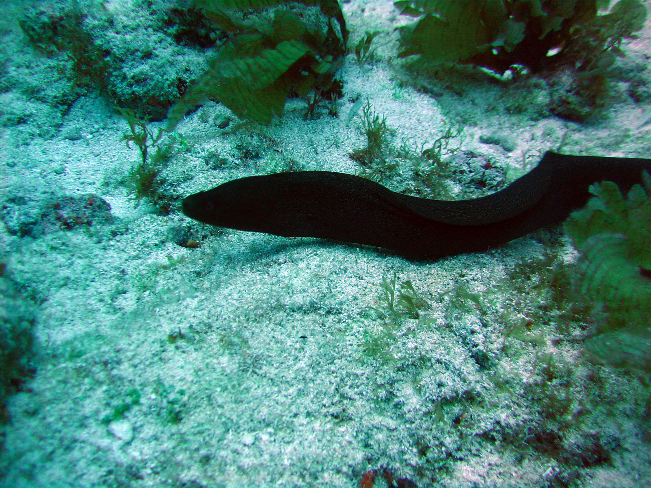 Shy Moray