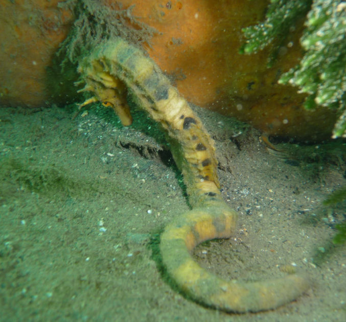 Shy Pot-Belly Seahorse (Hippocampus bleekeri)