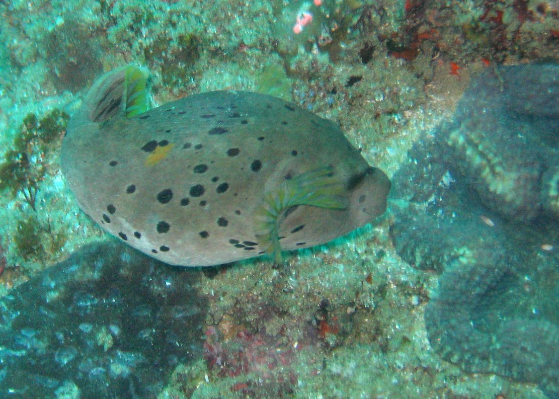 Shy Pufferfish