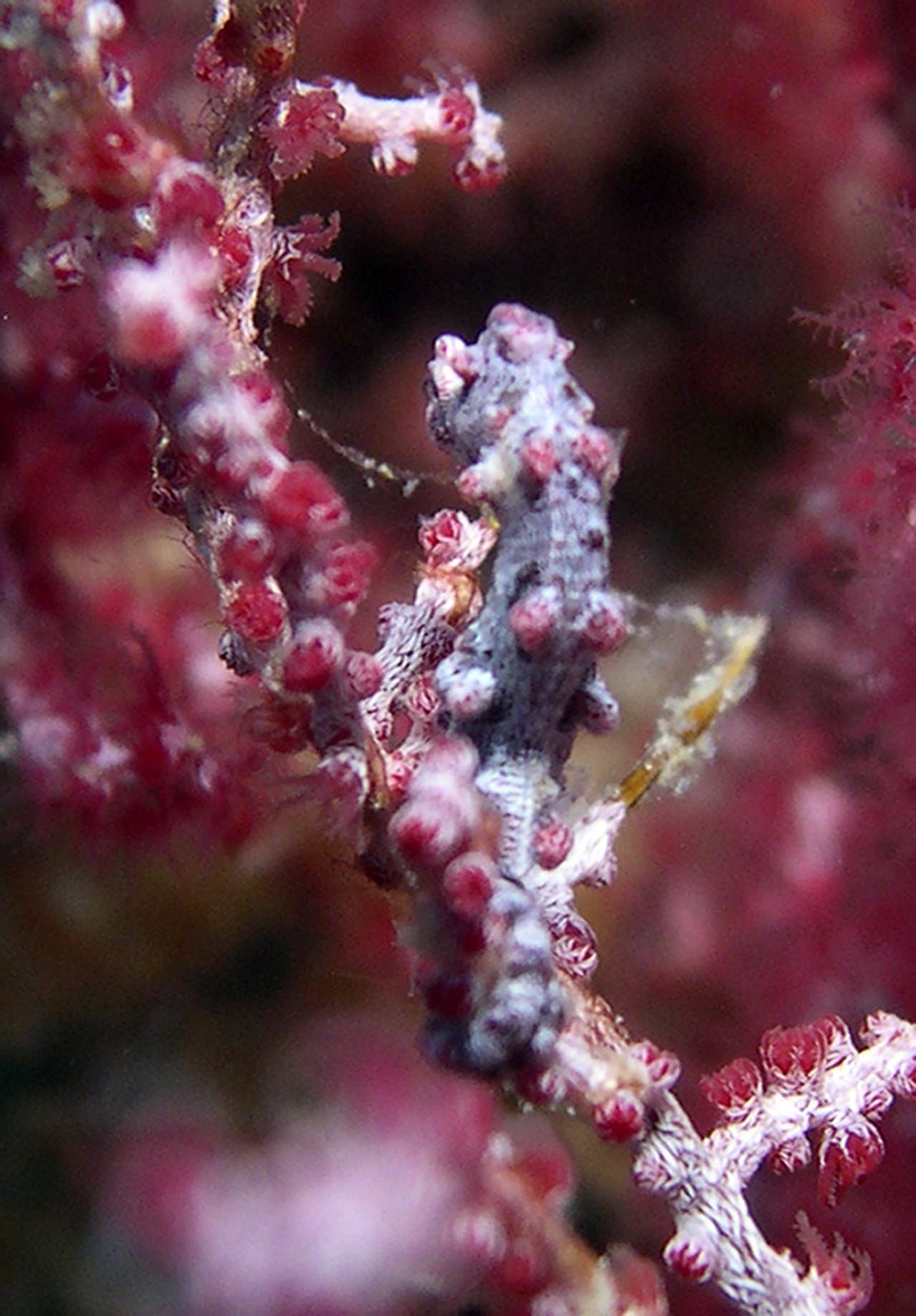 shy-pygmy-seahorse