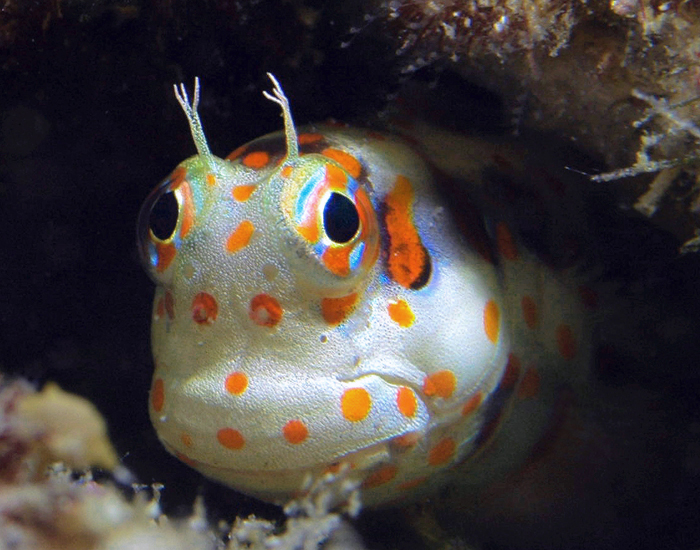 Shy Redspotted Blenny