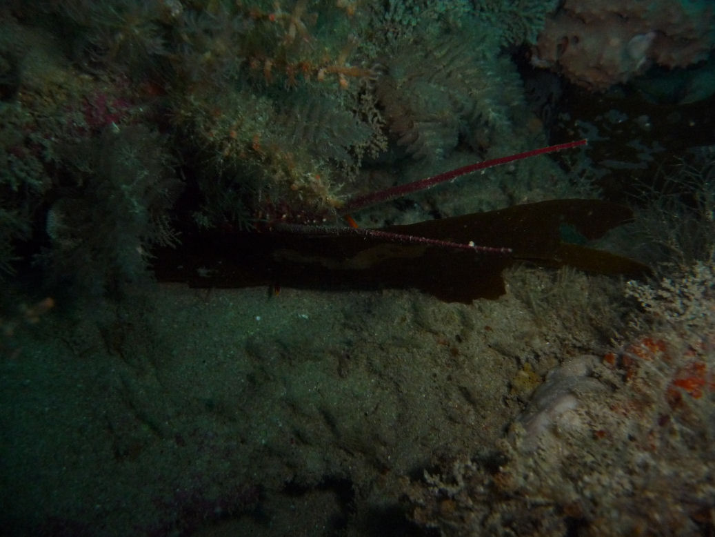 Sighting my first cray! Jasus edwardsii (Southern Rock Lobster)