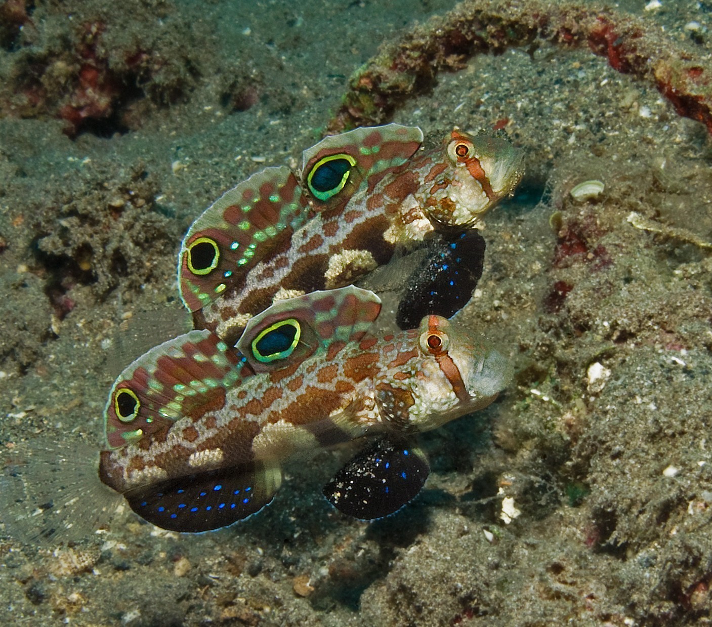 Signal Gobys