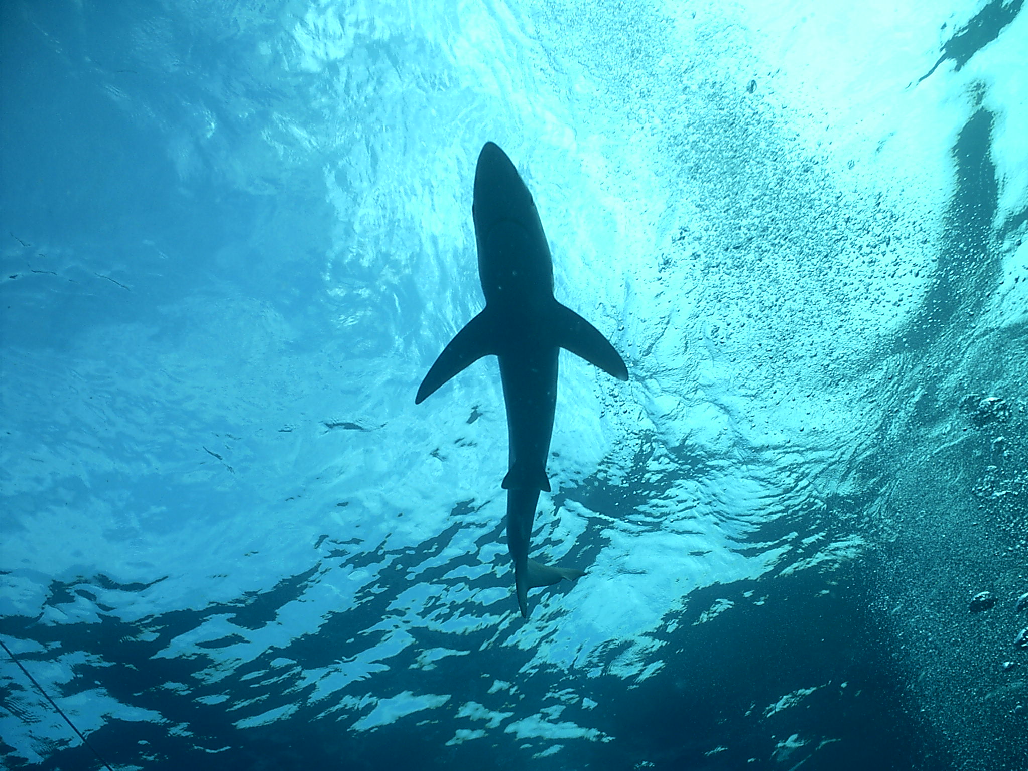Silhouetted Blue Shark - California