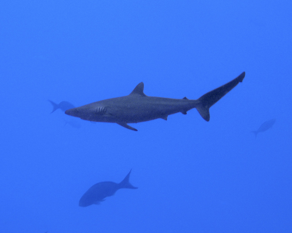 Silky shark near the rig