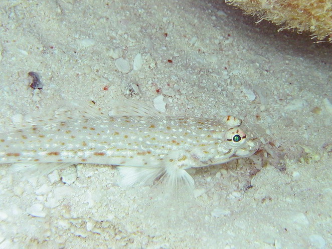 Silver Spotted Shrimpgoby