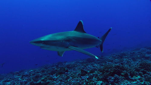 Silver- tip shark