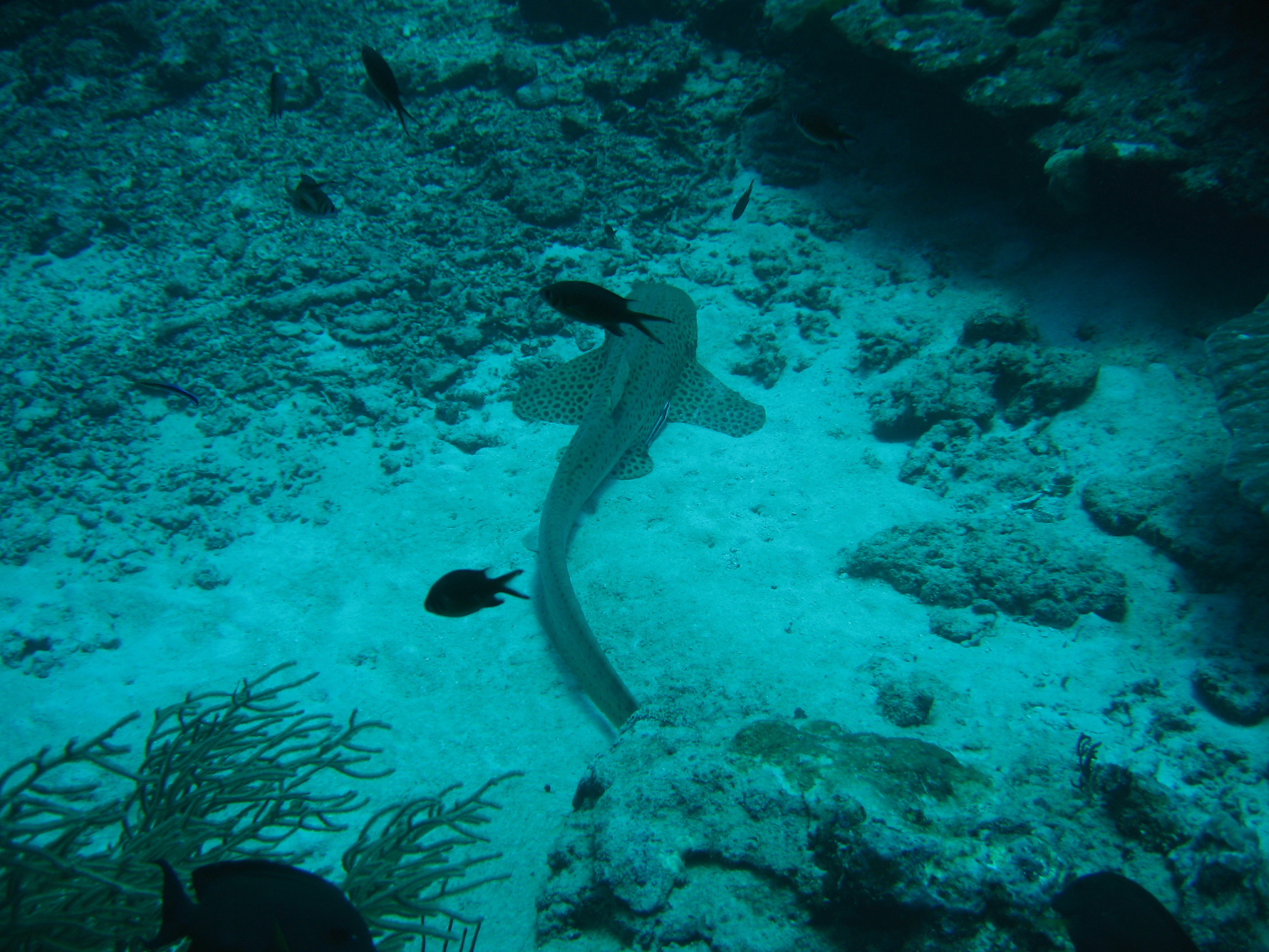 Similan Island Liveaboard Feb 2006