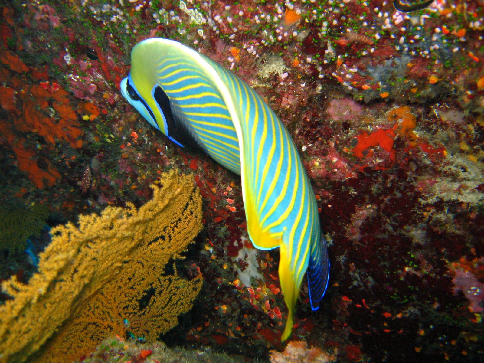 Similan Islands - Colona VI