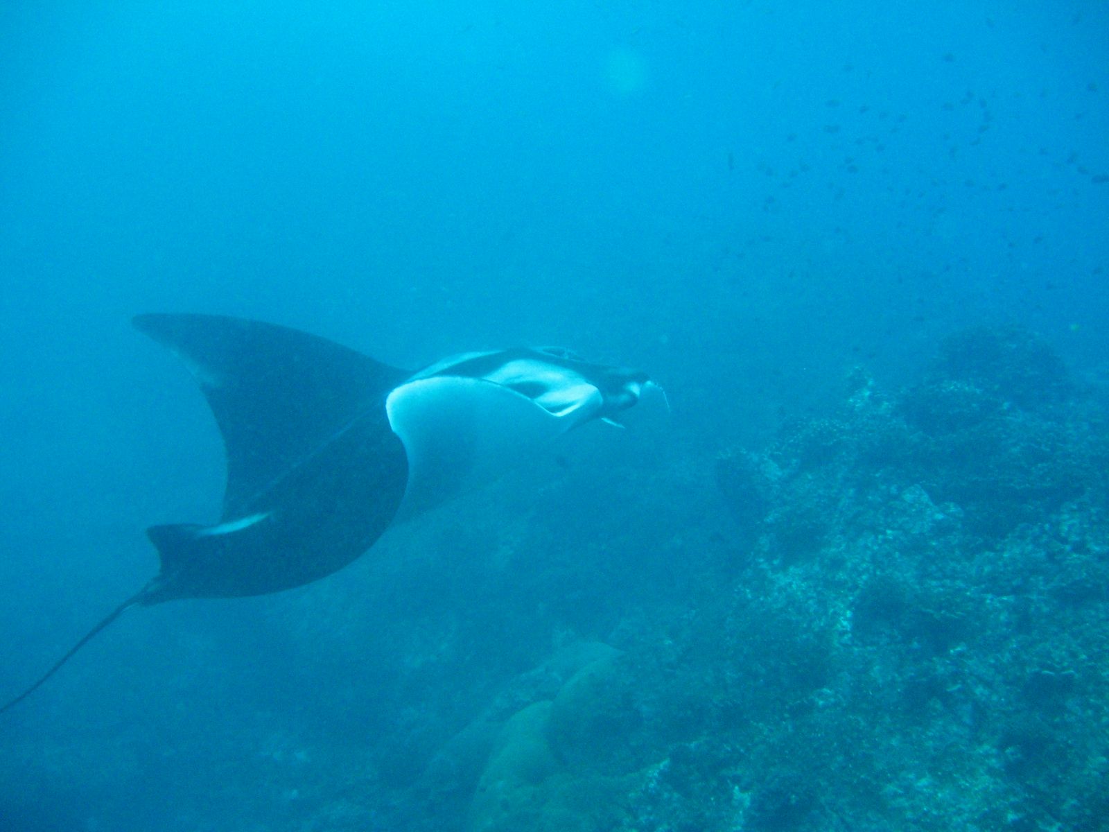 Similan Islands - Colona VI