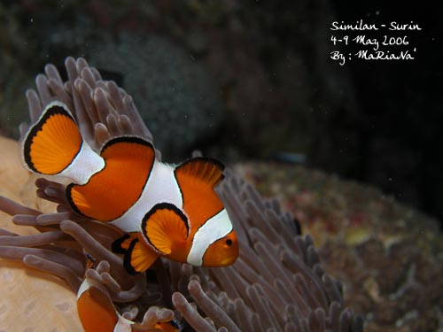 Similan-Surin ~ May 2006