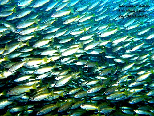 Similan-Surin ~ May 2006