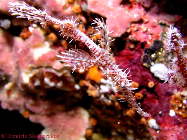 Similan_Islands_023_copyrighted