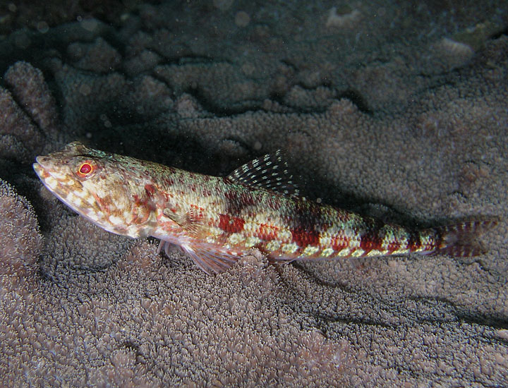 Sinister Lizardfish