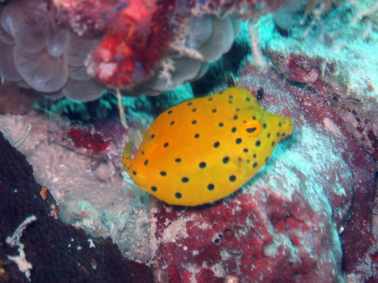 Sipadan 06 - Boxfish